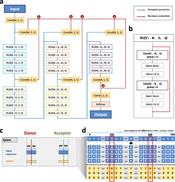 Figure 1: The Splam model architecture consists of 20 residual units. From "SPLAM: a deep-learning-based splice site predictor that improves spliced alignments", 2024